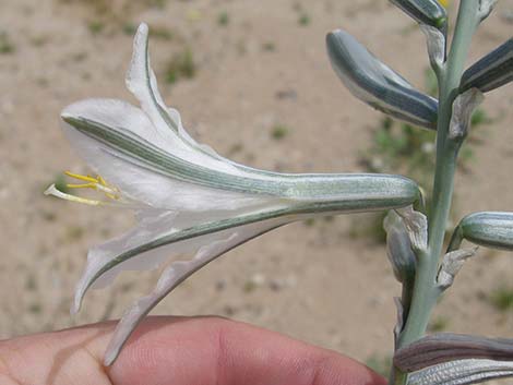 Desert Lily (Hesperocallis undulata)