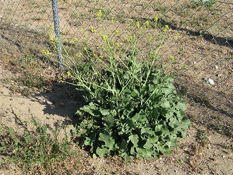 Shortpod Mustard (Hirschfeldia incana)