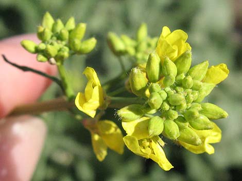 Shortpod Mustard (Hirschfeldia incana)