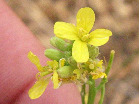 Shortpod Mustard (Hirschfeldia incana)