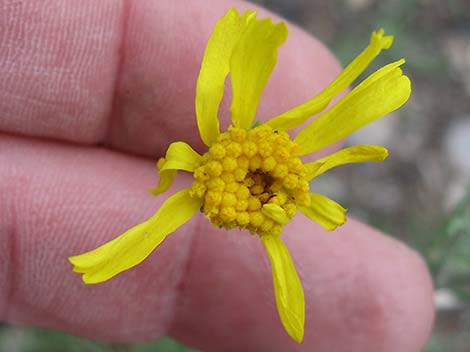 Cooper's Rubberweed (Hymenoxys cooperi)