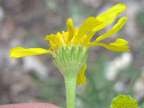 Cooper's Rubberweed (Hymenoxys cooperi)