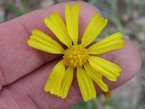 Cooper's Rubberweed (Hymenoxys cooperi)