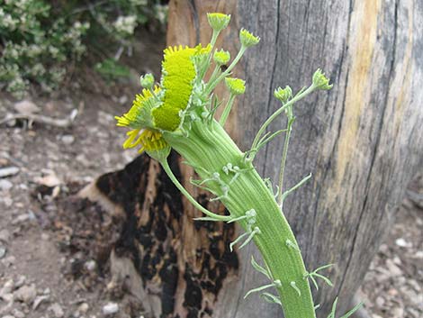 Cooper's Rubberweed (Hymenoxys cooperi)