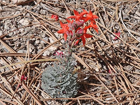 Arizona Skyrocket (Ipomopsis arizonica)