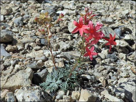 Arizona Skyrocket (Ipomopsis arizonica)