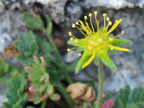 Jaeger's Mousetail (Ivesia jaegeri)