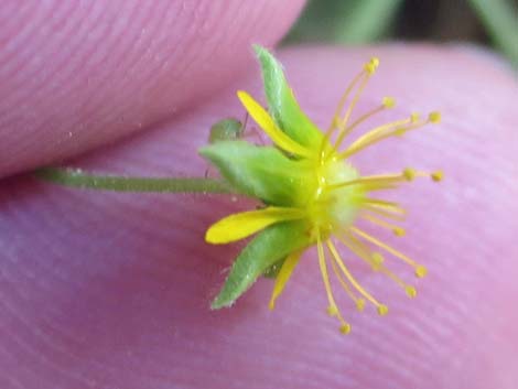 Jaeger's Mousetail (Ivesia jaegeri)