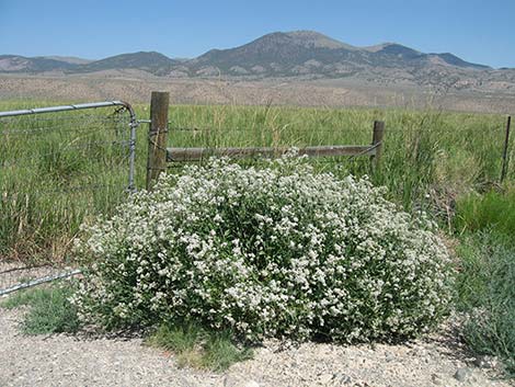 Tall Whitetop (Lepidium latifolium)