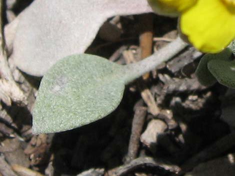 King Bladderpod (Physaria kingii)