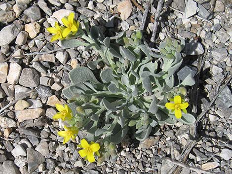 King Bladderpod (Physaria kingii)