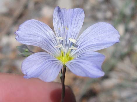 Lewis' Flax (Linum lewisii)