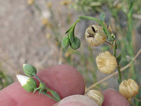 Lewis' Flax (Linum lewisii)