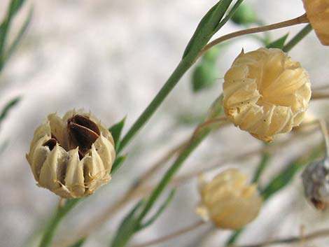 Lewis' Flax (Linum lewisii)