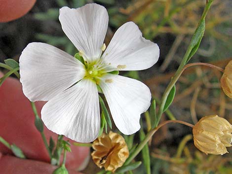 Lewis' Flax (Linum lewisii)