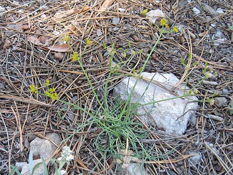 Alpine Biscuitroot (Lomatium graveolens var. alpinum)