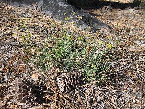 Alpine Biscuitroot (Lomatium graveolens var. alpinum)