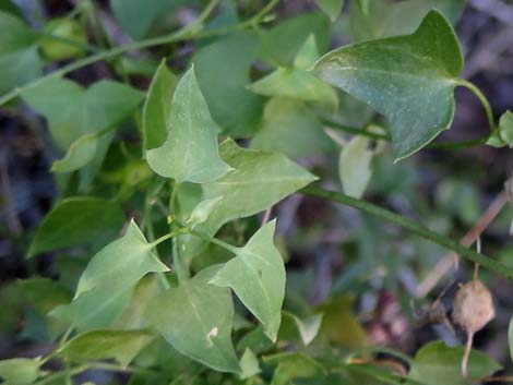 Roving Sailor (Maurandella antirrhiniflora)