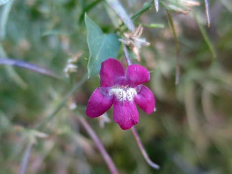 Roving Sailor (Maurandella antirrhiniflora)