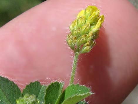 Black Medick (Medicago lupulina)