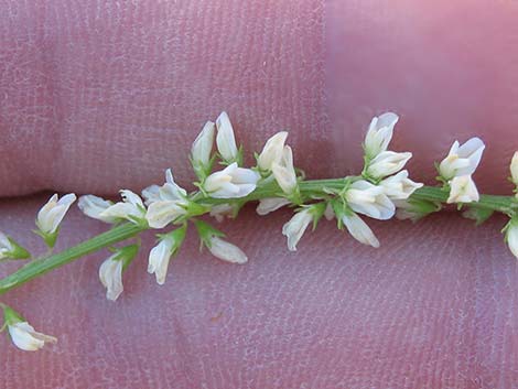 Yellow Sweetclover (Melilotus officinalis)