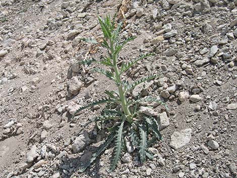 Smoothstem Blazingstar (Mentzelia laevicaulis)