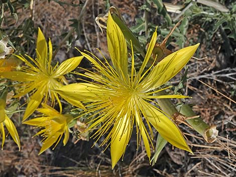 Smoothstem Blazingstar (Mentzelia laevicaulis)