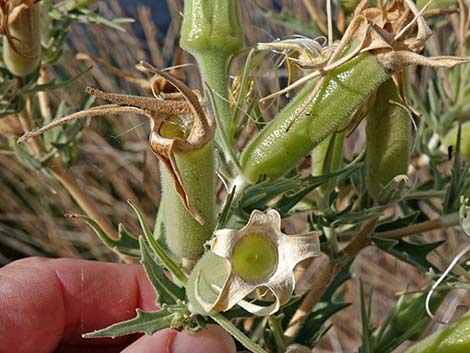 Smoothstem Blazingstar (Mentzelia laevicaulis)