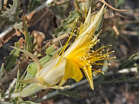 Smoothstem Blazingstar (Mentzelia laevicaulis)