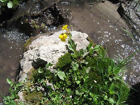 Seep Monkeyflower (Mimulus guttatus)