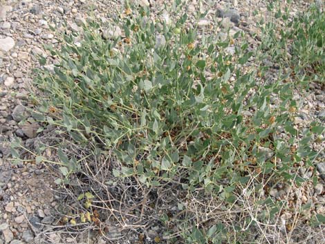 Giant Four O'clock (Mirabilis multiflora)