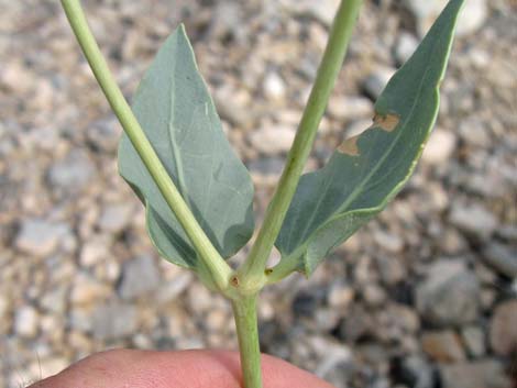 Giant Four O'clock (Mirabilis multiflora)