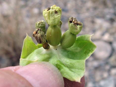 Giant Four O'clock (Mirabilis multiflora)