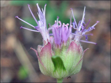 Mountain Monardella (Monardella odoratissima)