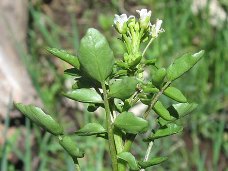 Watercress (Nasturtium officinale)