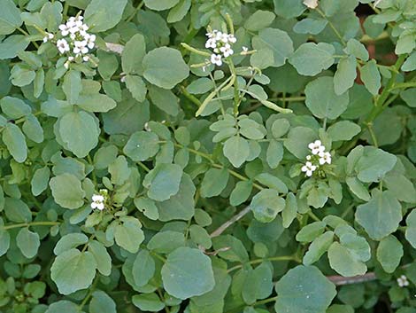 Watercress (Nasturtium officinale)