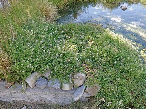 Watercress (Nasturtium officinale)