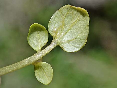 Watercress (Nasturtium officinale)