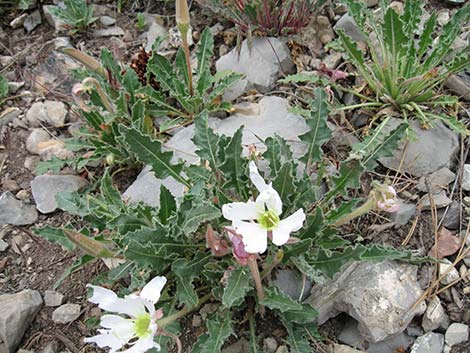 Tufted Evening Primrose (Oenothera caespitosa)