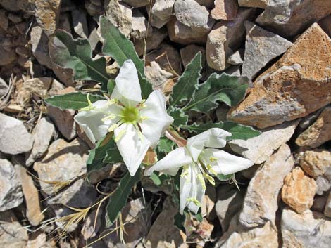 Tufted Evening Primrose (Oenothera caespitosa)