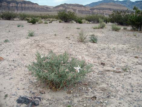 California Evening Primrose (Oenothera californica)