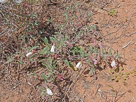 California Evening Primrose (Oenothera californica)