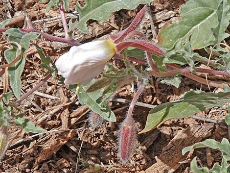 California Evening Primrose (Oenothera californica)