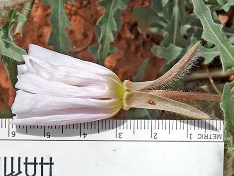 California Evening Primrose (Oenothera californica)