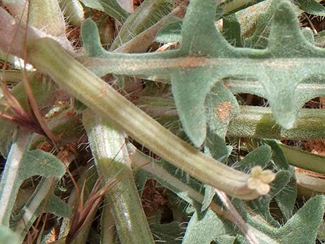 California Evening Primrose (Oenothera californica)