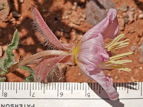 California Evening Primrose (Oenothera californica)