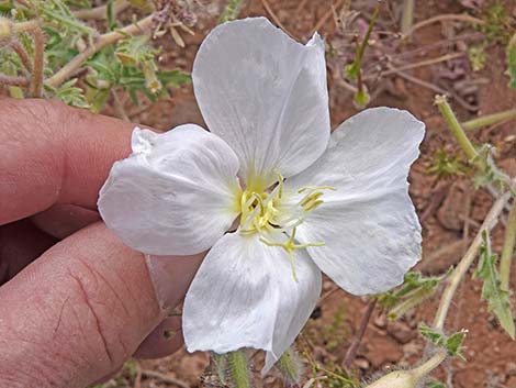 California Evening Primrose (Oenothera californica)