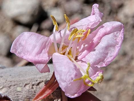 California Evening Primrose (Oenothera californica)