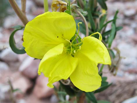 Tall Evening Primrose (Oenothera elata)