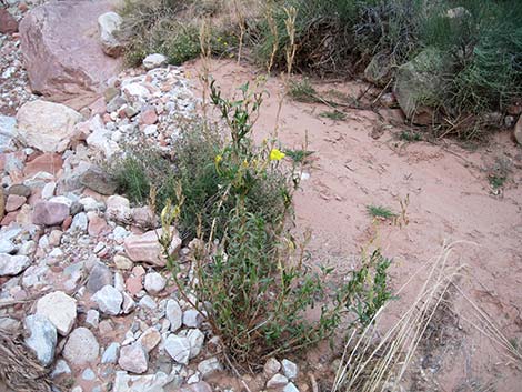 Tall Evening Primrose (Oenothera elata)